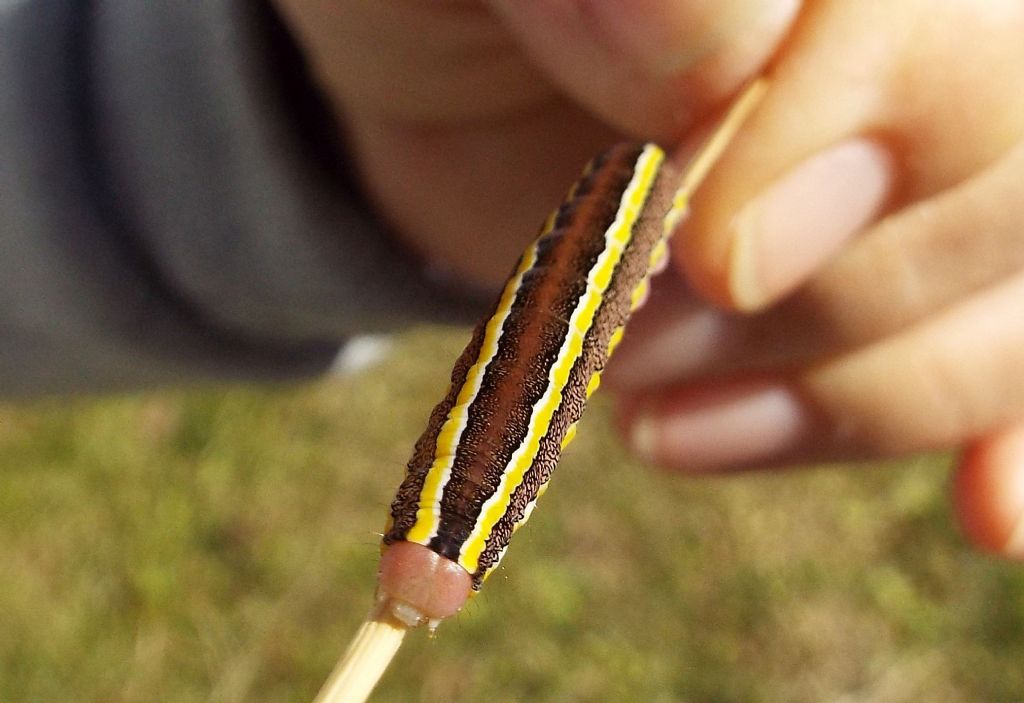 Larva di Ceramica pisi  (Noctuidae)