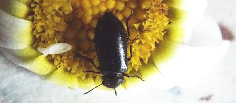 Piccolo e peloso: Dasytes cfr. alpigradus  (Dasytidae)
