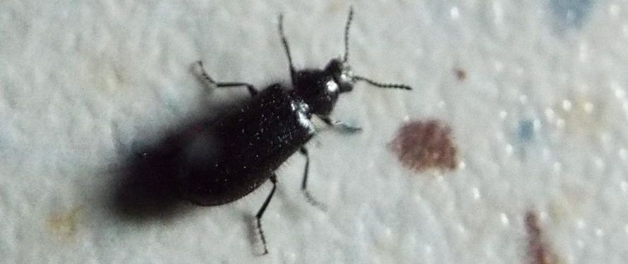 Piccolo e peloso: Dasytes cfr. alpigradus  (Dasytidae)