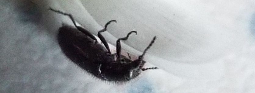 Piccolo e peloso: Dasytes cfr. alpigradus  (Dasytidae)