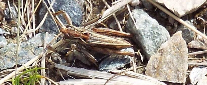 Acrididae da identificare: cfr. Myrmeleotettix maculatus ♂♀