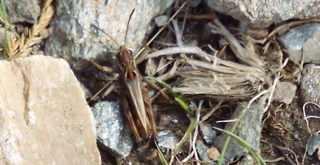 Acrididae da identificare: cfr. Myrmeleotettix maculatus ♂♀