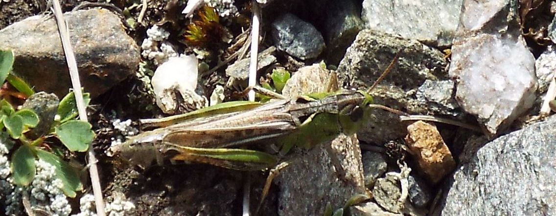 Acrididae da identificare: cfr. Myrmeleotettix maculatus ♂♀