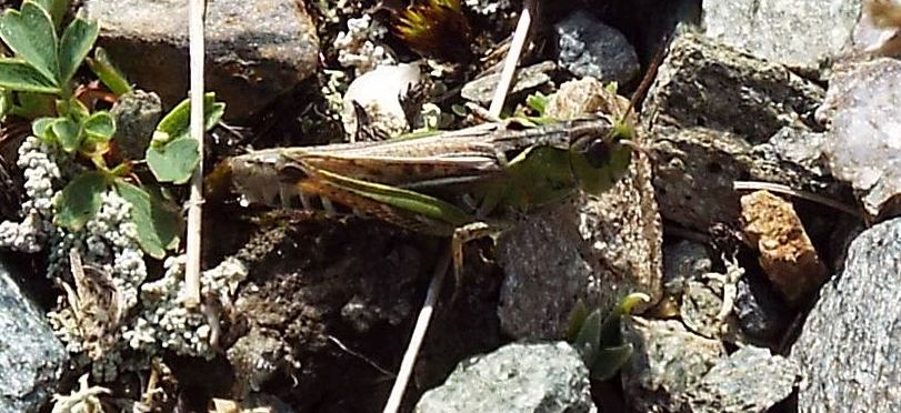 Acrididae da identificare: cfr. Myrmeleotettix maculatus ♂♀