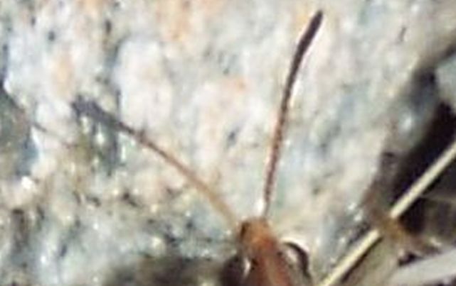 Acrididae da identificare: cfr. Myrmeleotettix maculatus ♂♀