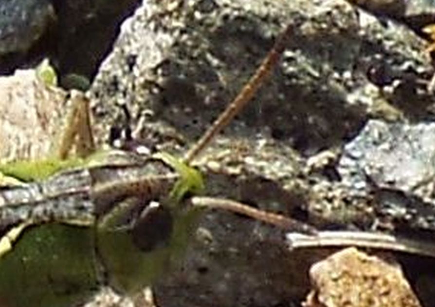 Acrididae da identificare: cfr. Myrmeleotettix maculatus ♂♀