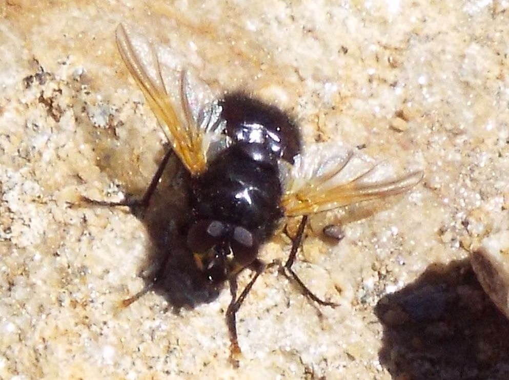 Mosca color carbone:   Mesembrina meridiana (Muscidae)