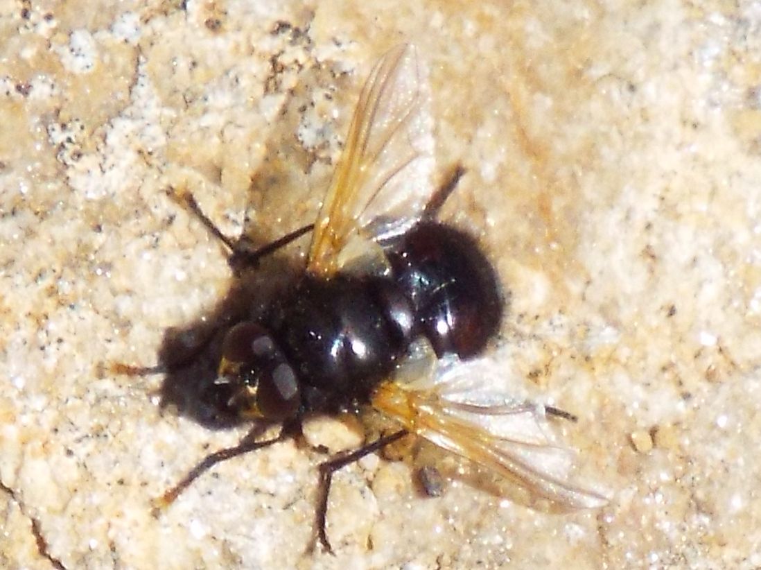 Mosca color carbone:   Mesembrina meridiana (Muscidae)