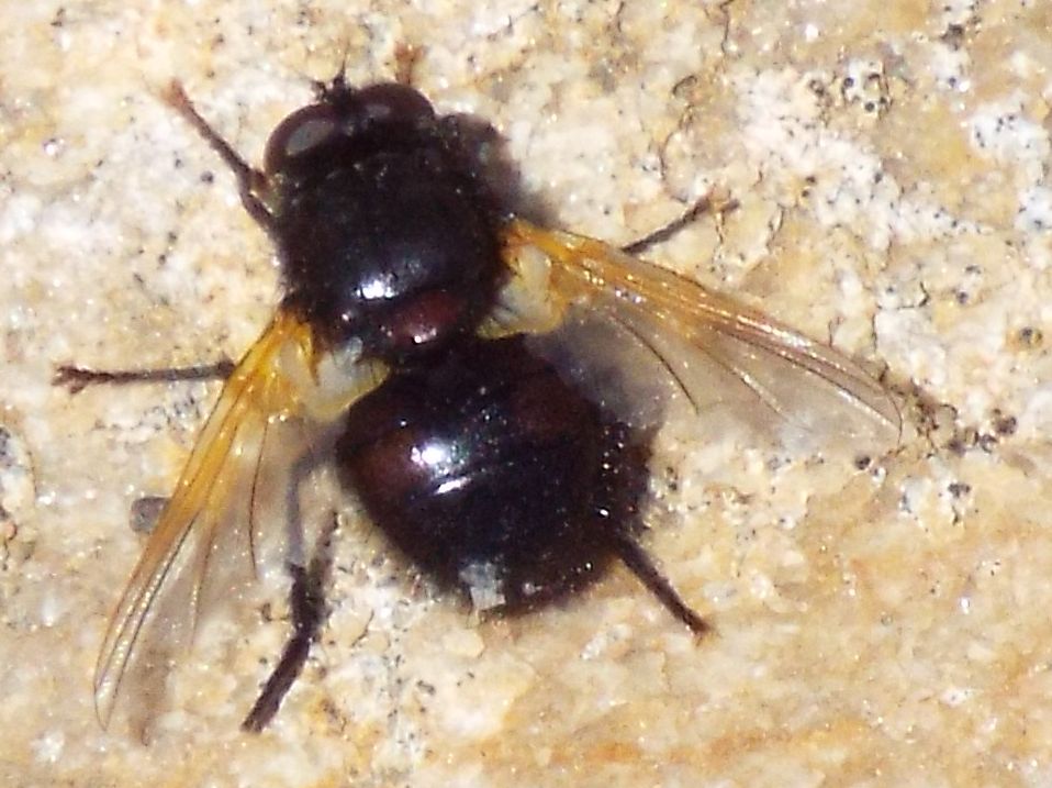 Mosca color carbone:   Mesembrina meridiana (Muscidae)