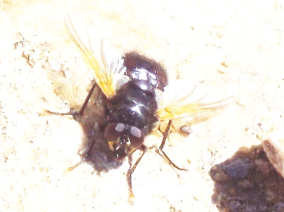 Mosca color carbone:   Mesembrina meridiana (Muscidae)