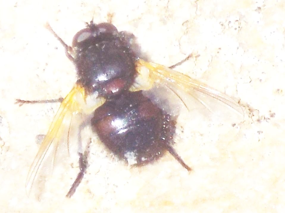Mosca color carbone:   Mesembrina meridiana (Muscidae)