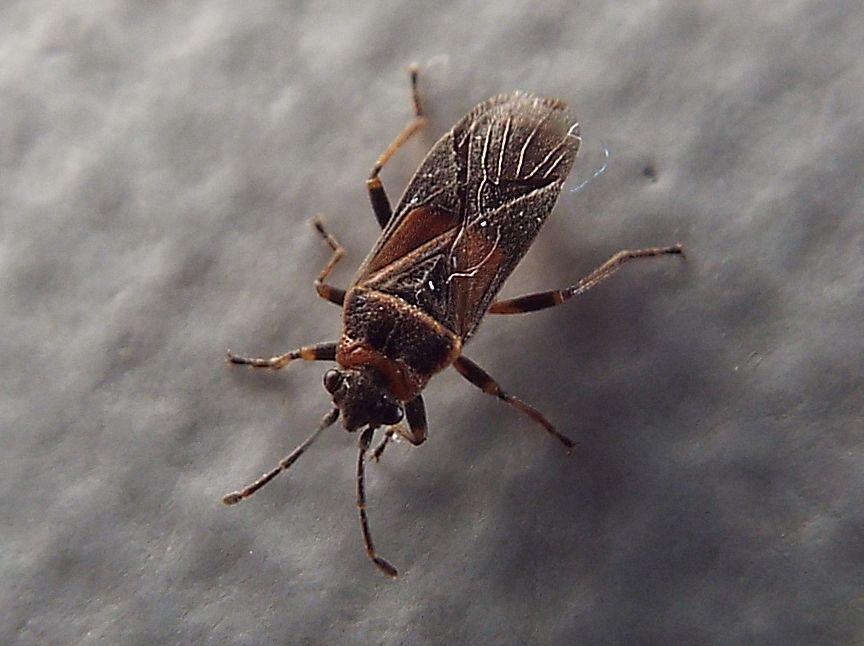 Lygaeidae: Arocatus roeselii?   No, Arocatus melanocephalus