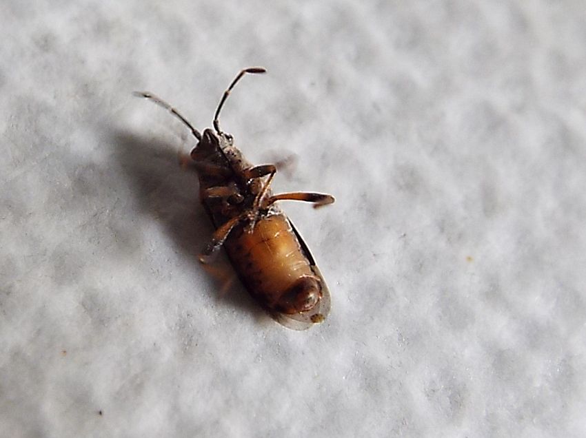 Lygaeidae: Arocatus roeselii?   No, Arocatus melanocephalus