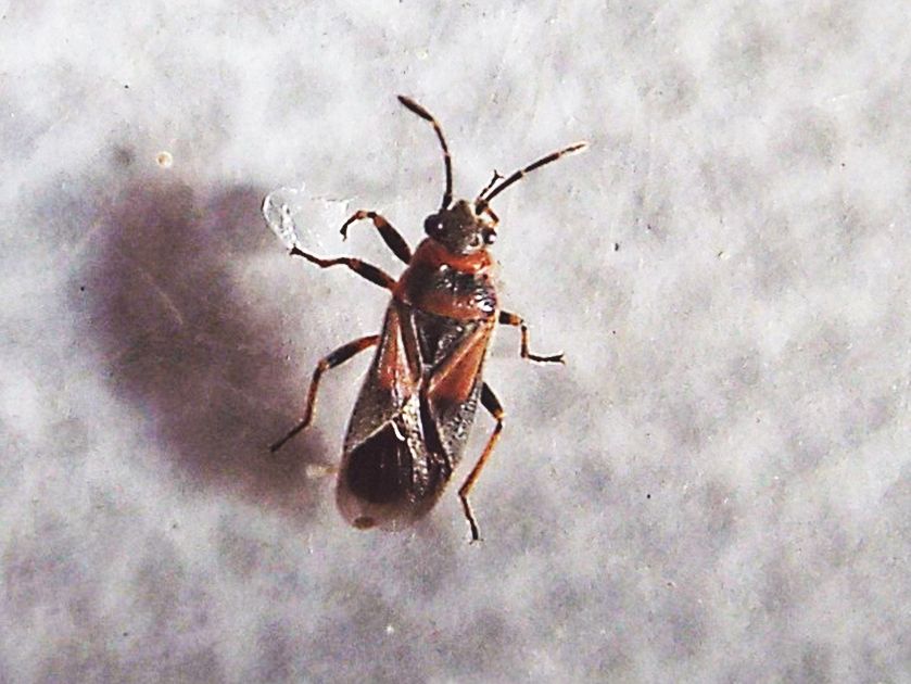 Lygaeidae: Arocatus roeselii?   No, Arocatus melanocephalus