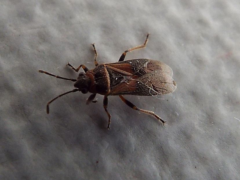 Lygaeidae: Arocatus roeselii?   No, Arocatus melanocephalus