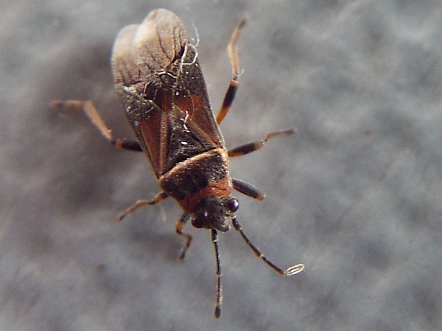 Lygaeidae: Arocatus roeselii?   No, Arocatus melanocephalus