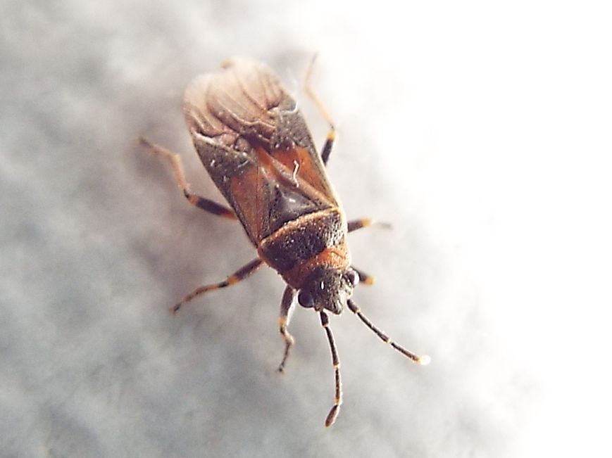 Lygaeidae: Arocatus roeselii?   No, Arocatus melanocephalus