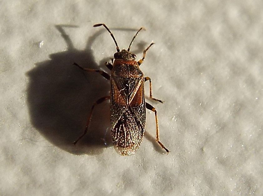 Lygaeidae: Arocatus roeselii?   No, Arocatus melanocephalus