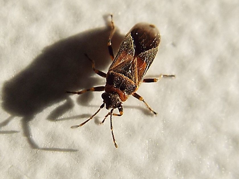 Lygaeidae: Arocatus roeselii?   No, Arocatus melanocephalus