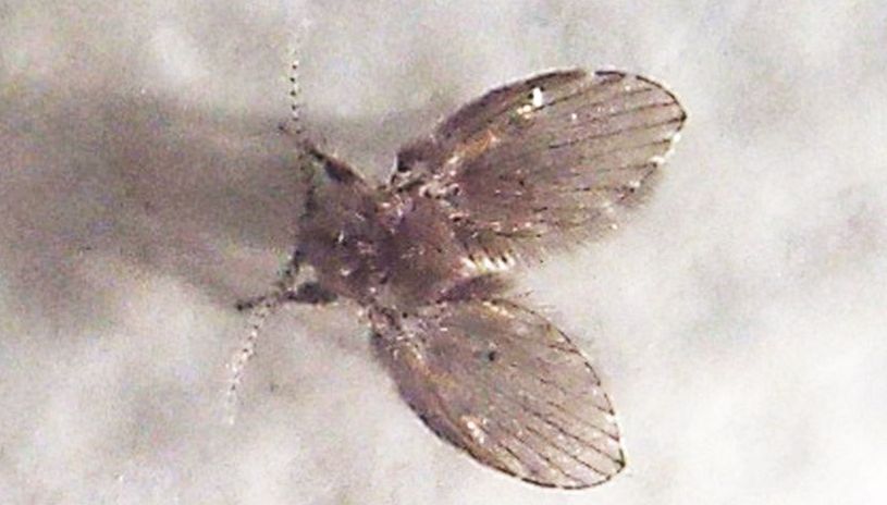 Psychodidae da identificare: Clogmia albipunctata