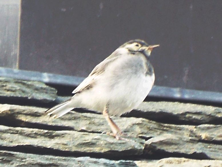 Tutte Ballerina bianca (Motacilla alba) ?  S !