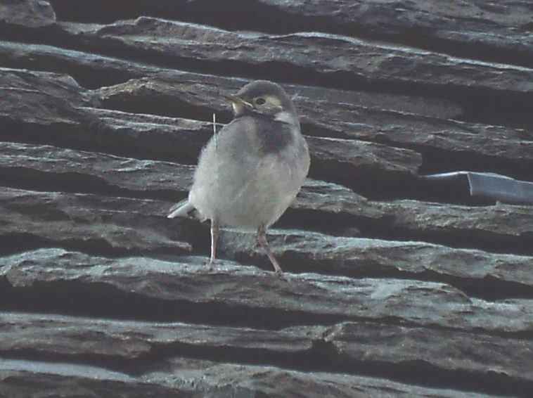 Tutte Ballerina bianca (Motacilla alba) ?  S !
