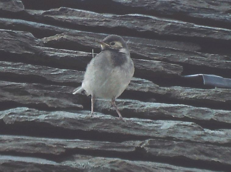 Tutte Ballerina bianca (Motacilla alba) ?  S !