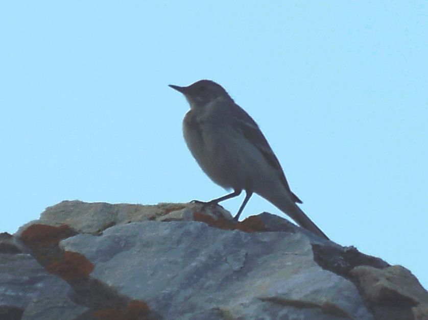 Tutte Ballerina bianca (Motacilla alba) ?  S !