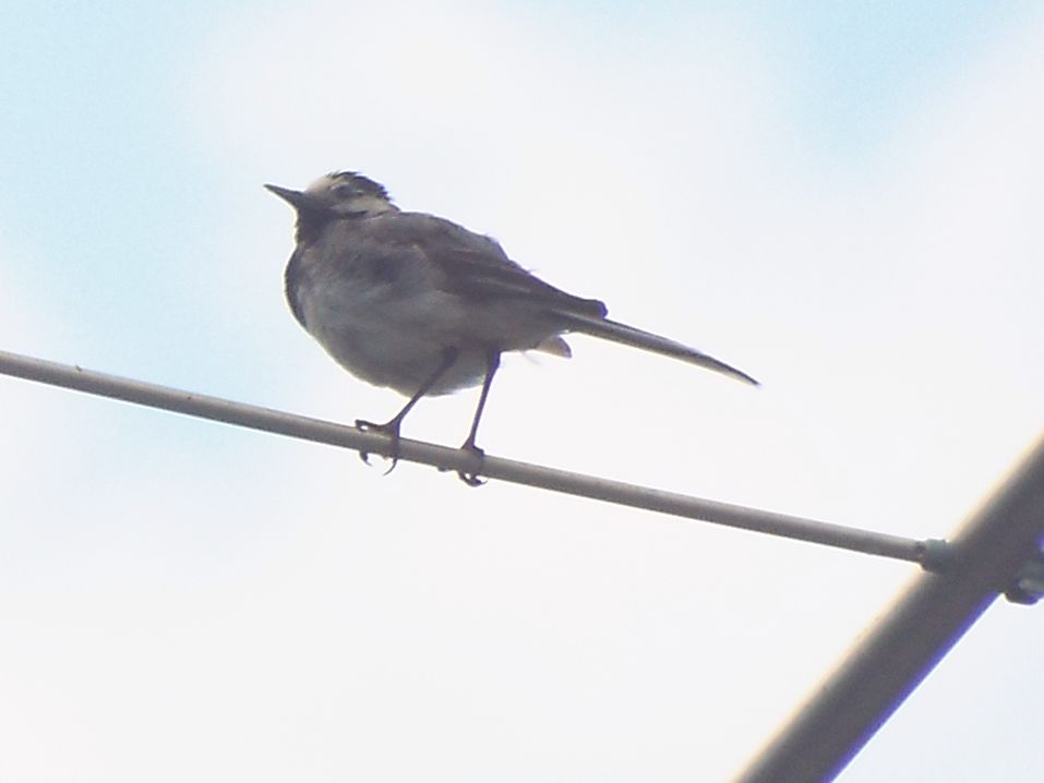 Tutte Ballerina bianca (Motacilla alba) ?  S !