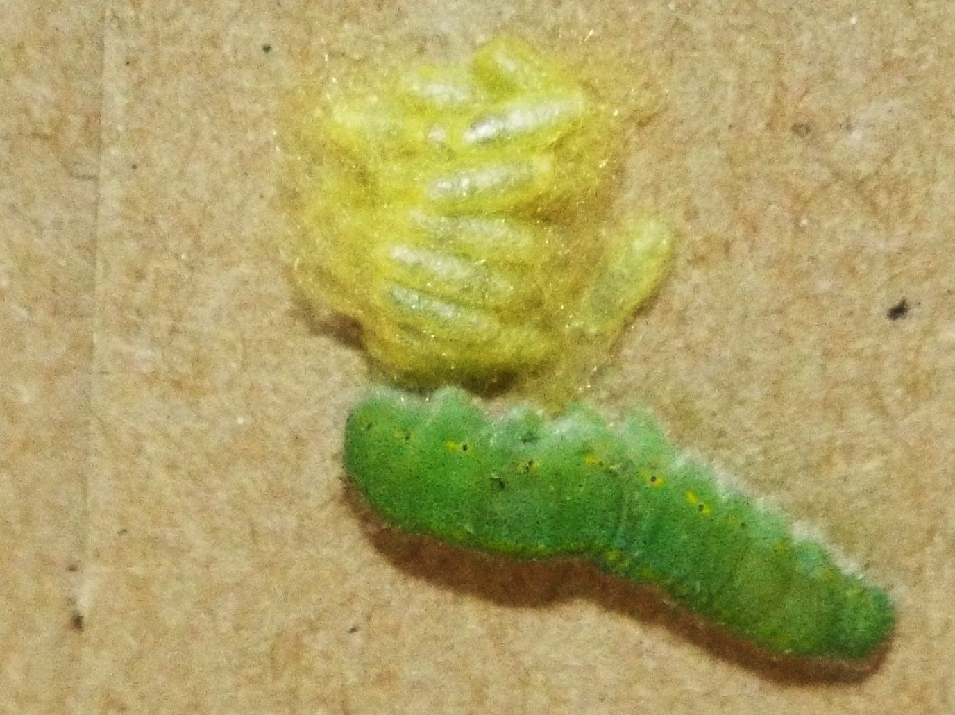 Larva di Pieris rapae (Pieridae)  parassitata da imenottero Braconidae