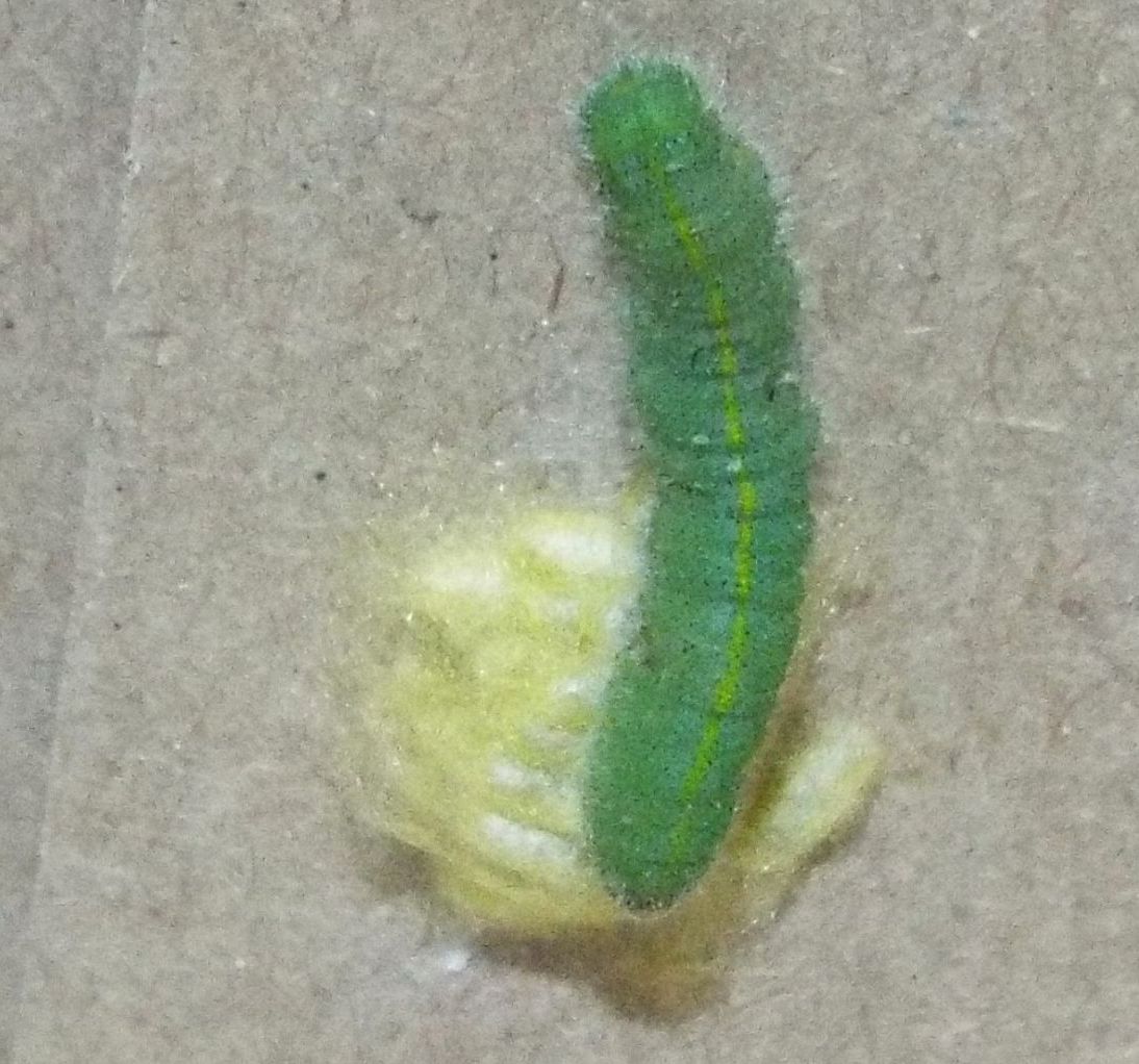 Larva di Pieris rapae (Pieridae)  parassitata da imenottero Braconidae