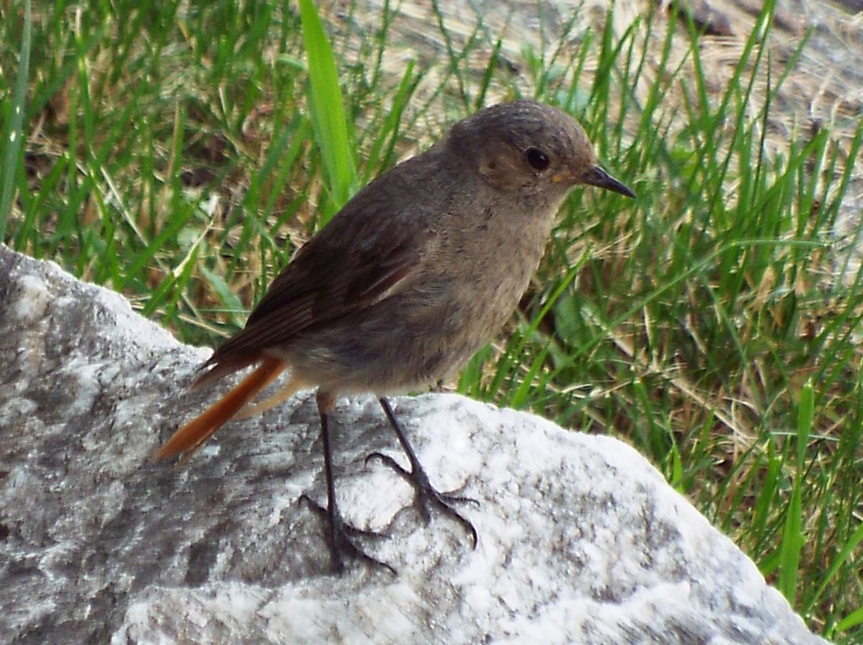 Tutti Codirosso?  S, Codirosso spazzacamino (Phoenicurus ochruros)