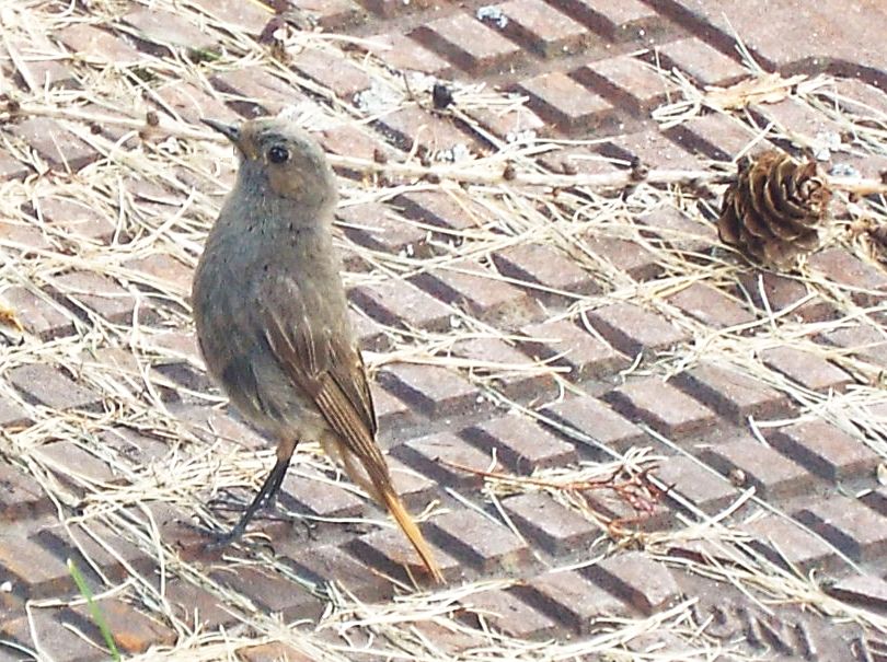 Tutti Codirosso?  S, Codirosso spazzacamino (Phoenicurus ochruros)