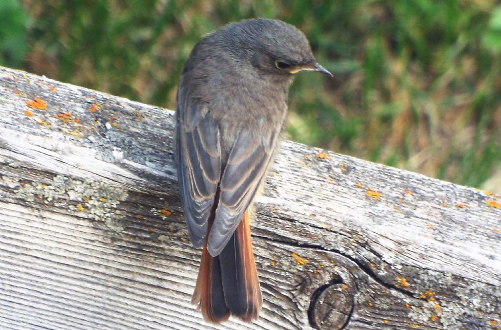 Tutti Codirosso?  S, Codirosso spazzacamino (Phoenicurus ochruros)