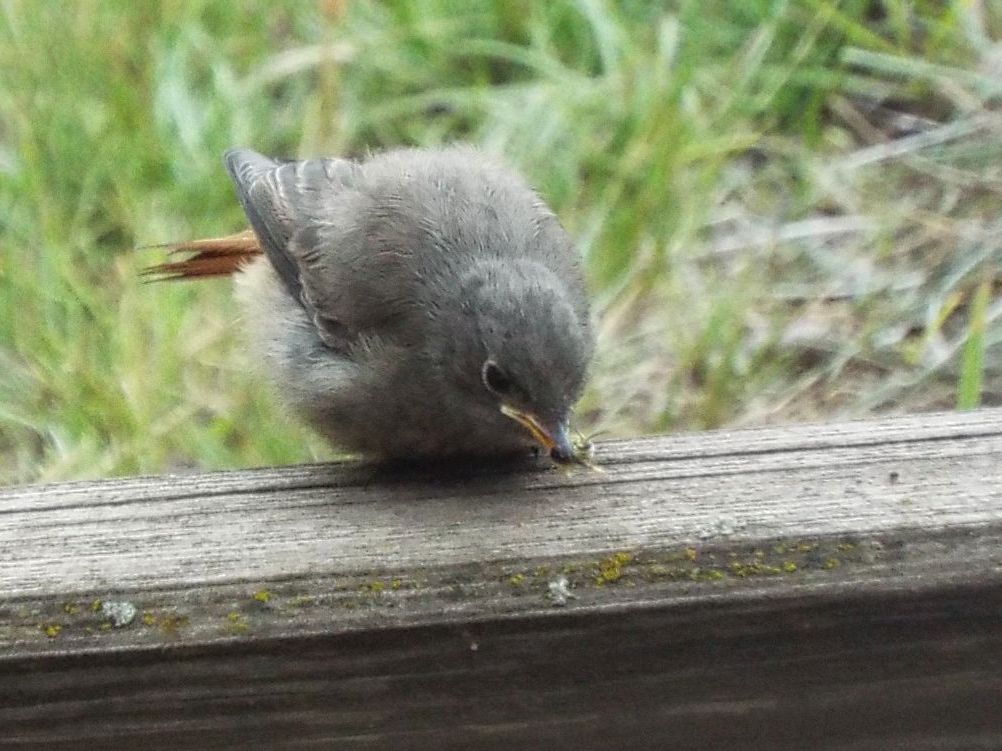 Tutti Codirosso?  S, Codirosso spazzacamino (Phoenicurus ochruros)