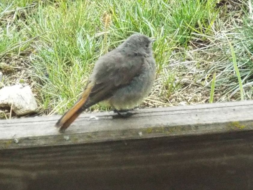 Tutti Codirosso?  S, Codirosso spazzacamino (Phoenicurus ochruros)