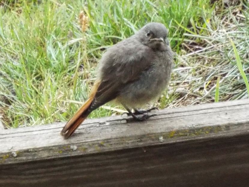 Tutti Codirosso?  S, Codirosso spazzacamino (Phoenicurus ochruros)