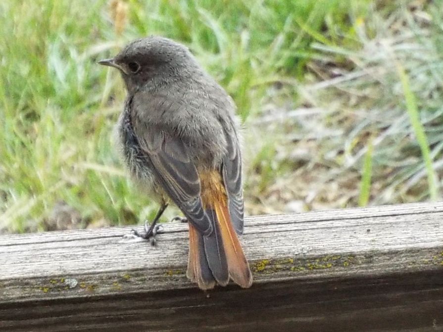 Tutti Codirosso?  S, Codirosso spazzacamino (Phoenicurus ochruros)