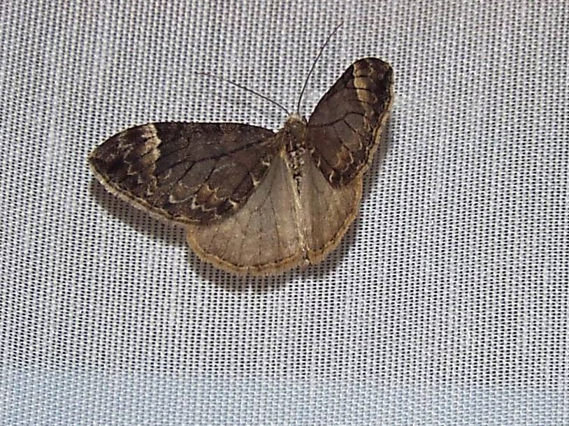 Dysstroma citrata (Geometridae)