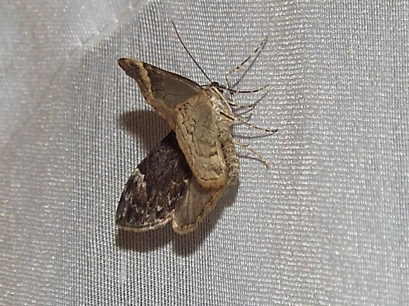 Dysstroma citrata (Geometridae)