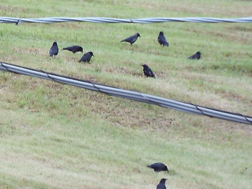 Corvo comune(Corvus frugilegus) ?  No, Cornacchia nera (Corvus corone corone)