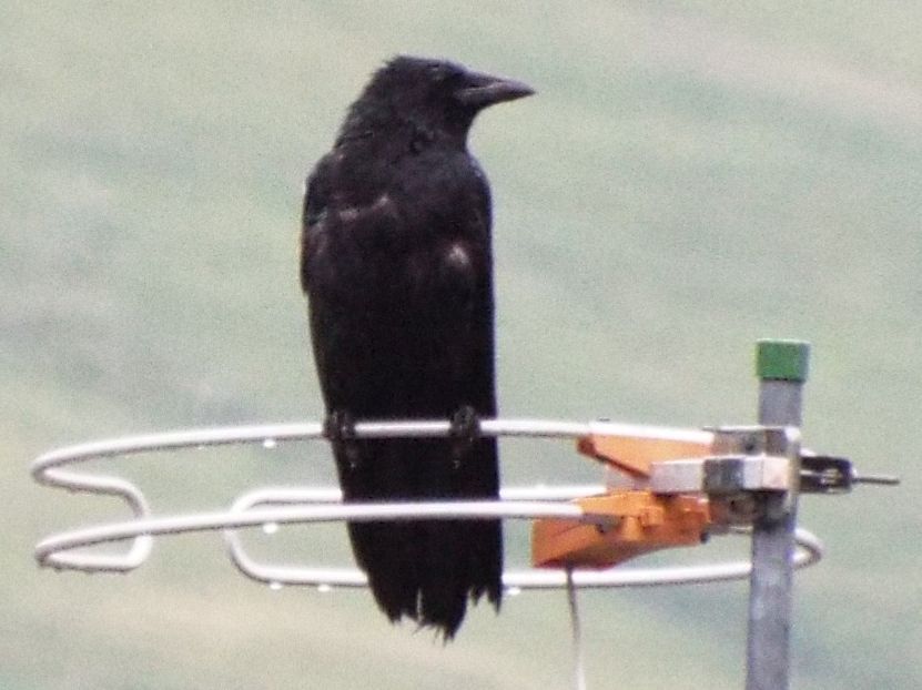 Corvo comune(Corvus frugilegus) ?  No, Cornacchia nera (Corvus corone corone)