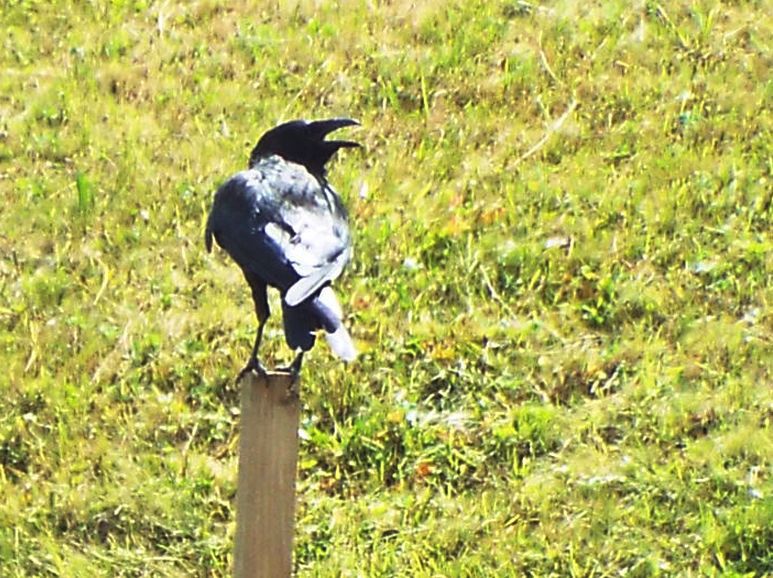 Corvo comune(Corvus frugilegus) ?  No, Cornacchia nera (Corvus corone corone)