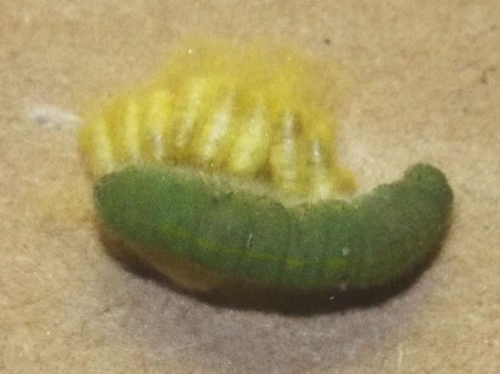 Larva di Pieris rapae (Pieridae)  parassitata da imenottero Braconidae