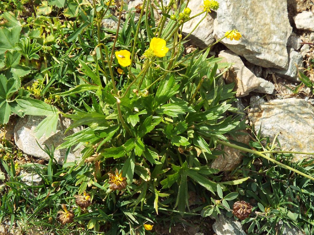 Ranunculus gr. montanus