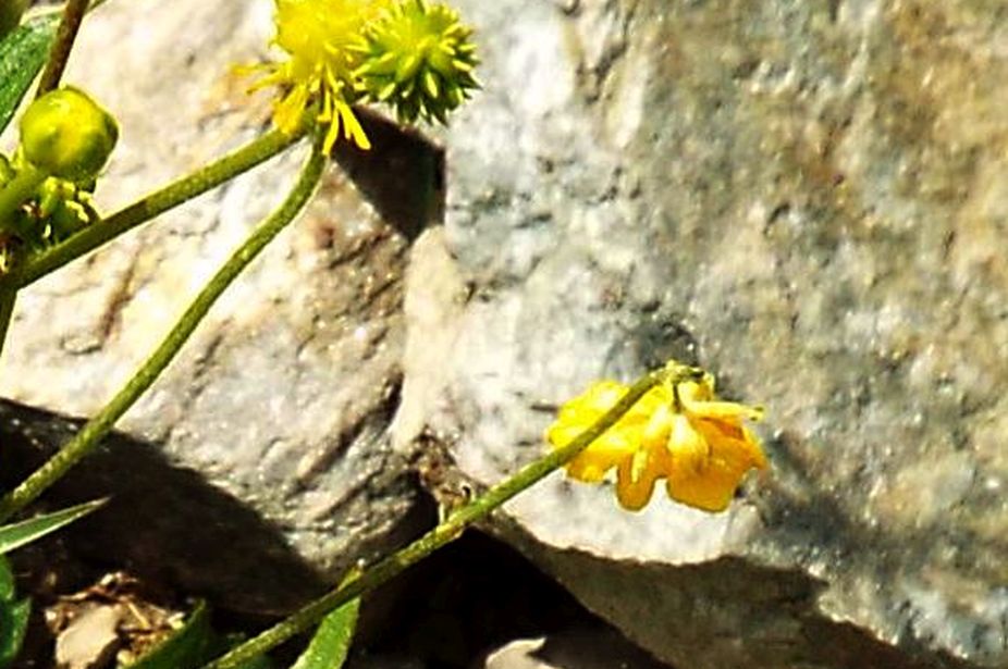 Ranunculus gr. montanus