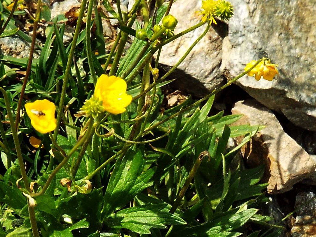 Ranunculus gr. montanus