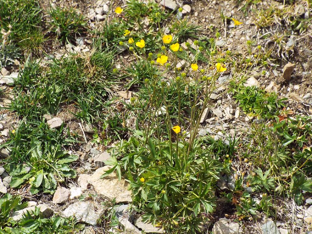 Ranunculus gr. montanus