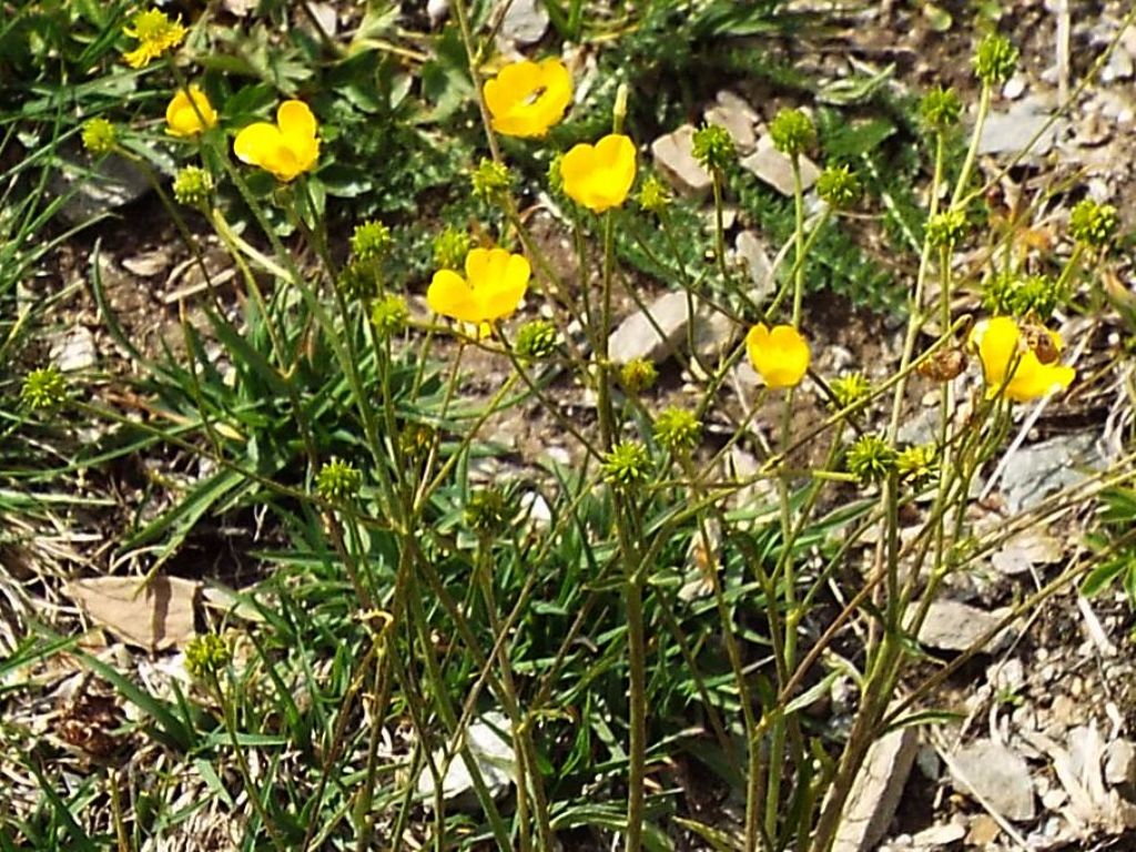 Ranunculus gr. montanus