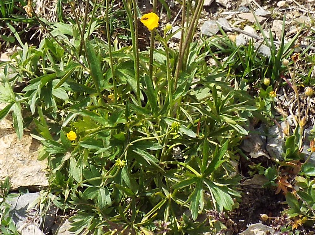 Ranunculus gr. montanus